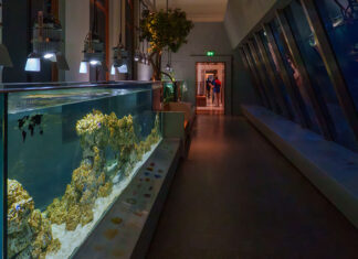 Van diepzee tot Amsterdamse gracht: het nieuwe Artis-Aquarium vertelt het verhaal van water