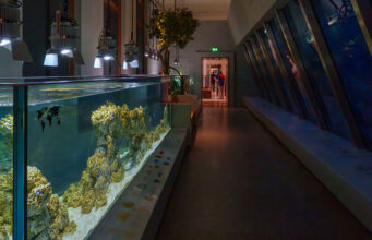 Van diepzee tot Amsterdamse gracht: het nieuwe Artis-Aquarium vertelt het verhaal van water
