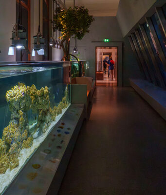 Van diepzee tot Amsterdamse gracht: het nieuwe Artis-Aquarium vertelt het verhaal van water