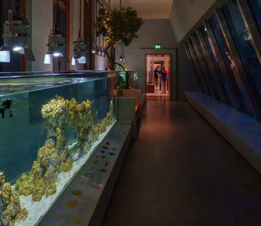Van diepzee tot Amsterdamse gracht: het nieuwe Artis-Aquarium vertelt het verhaal van water