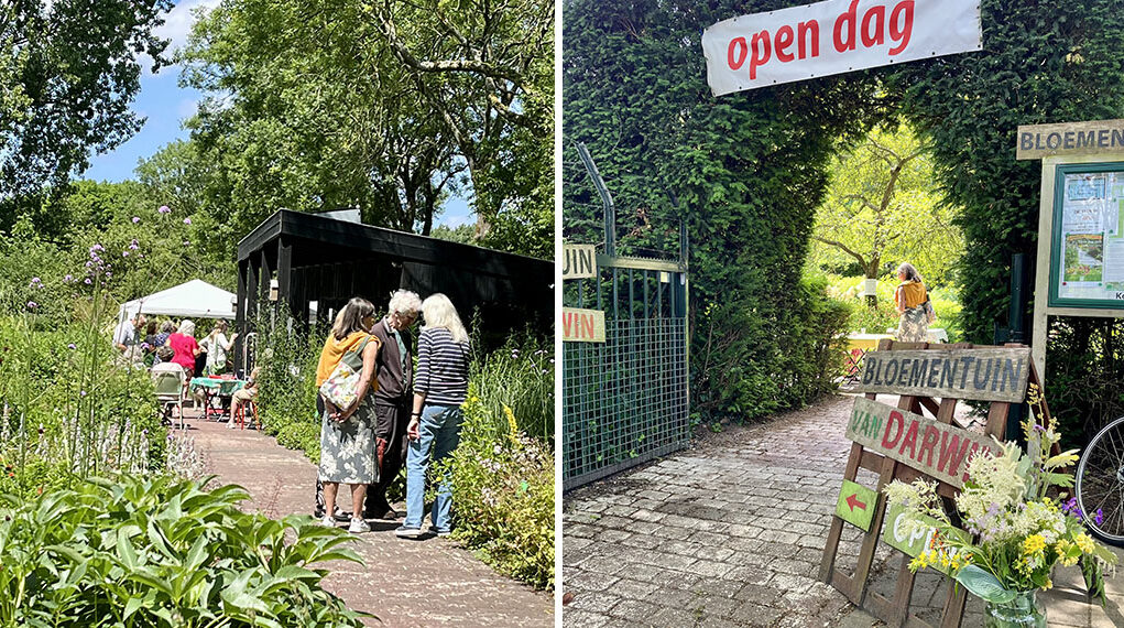 Bloementuin van Darwin xl