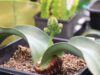 Welwitschia mirabilis, de onsterfbare plant, is nu te zien in de Hortus