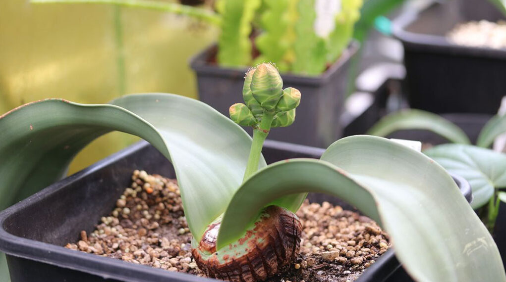 De Hortus Welwitschia mirabilis xl