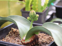 Welwitschia mirabilis, de onsterfbare plant, is nu te zien in de Hortus