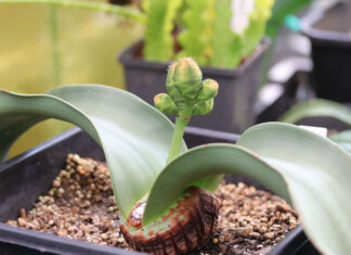 Welwitschia mirabilis, de onsterfbare plant, is nu te zien in de Hortus