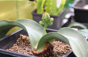 Welwitschia mirabilis, de onsterfbare plant, is nu te zien in de Hortus
