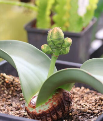 Welwitschia mirabilis, de onsterfbare plant, is nu te zien in de Hortus