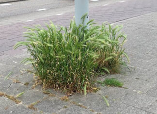 Petitie vraagt gemeente grasaren uit stad te verwijderen