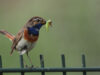 Al ruim 100 vogelsoorten gespot in en rond Amsterdam