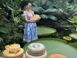 Reuzenwaterlelie in de Hortus gaat voor goud