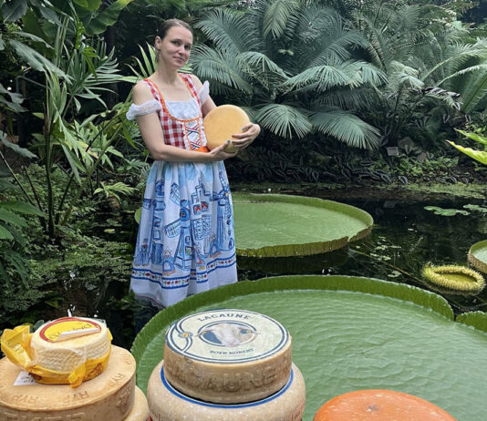 Reuzenwaterlelie in de Hortus gaat voor goud