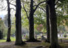 Nieuwe bomenwandeling op De Nieuwe Ooster