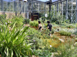 De Hortus laat zien hoe groen zich aanpast aan een veranderend klimaat