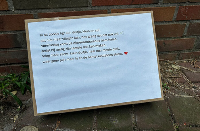 Duifje a Klik op foto voor groter formaat